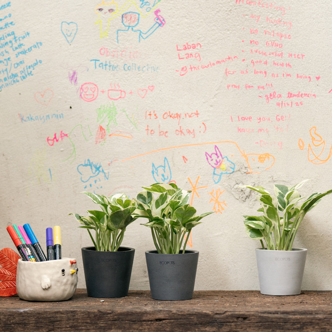 Pothos N’Joy (XS) in Ecopots