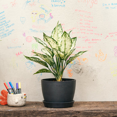 White Aglaonema (S) in Ecopots
