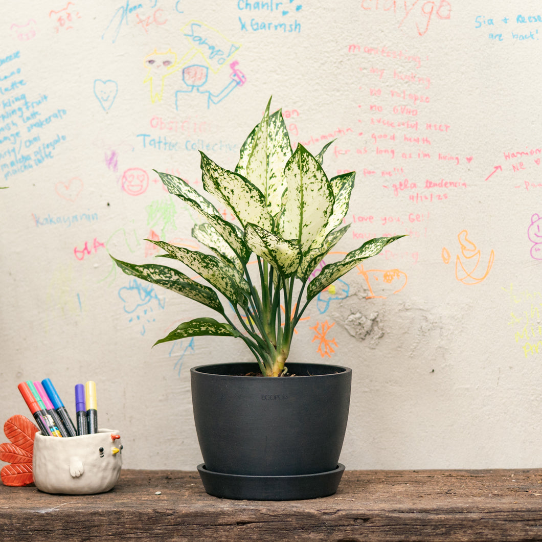 White Aglaonema (S) in Ecopots