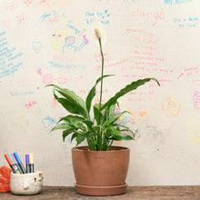 Load image into Gallery viewer, Peace Lily (S) in Ecopots