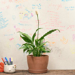 Peace Lily (S) in Ecopots