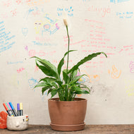 Peace Lily (S) in Ecopots