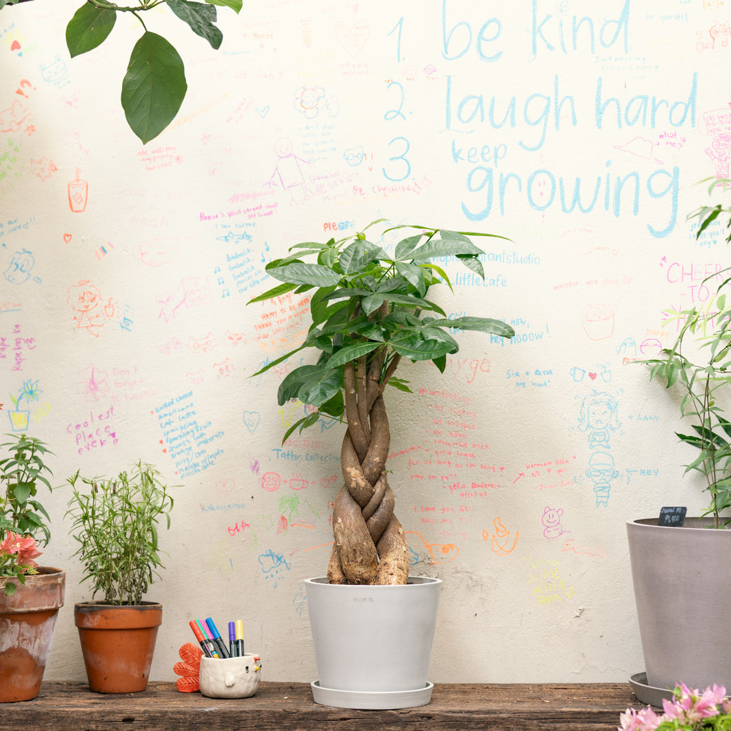 Braided Money Plant (M1) in Ecopots
