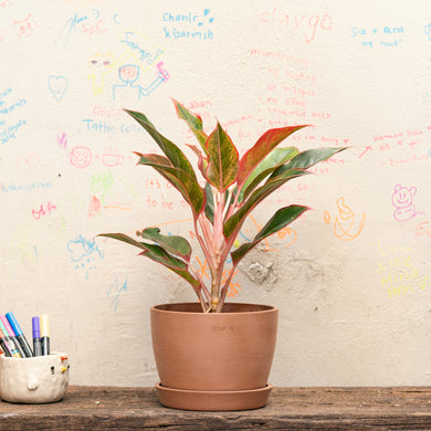 Aglaonema Red Siam (M) in Ecopots