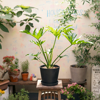 Selloum (M) in Ecopots