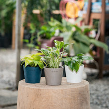 Load image into Gallery viewer, Heartleaf Philodendron (XS) in Nursery Pot