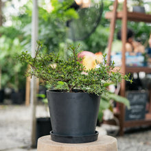 Load image into Gallery viewer, Bucida (S) in Nursery Pot