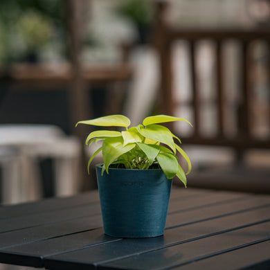 Neon Heartleaf (XS) in Ecopots