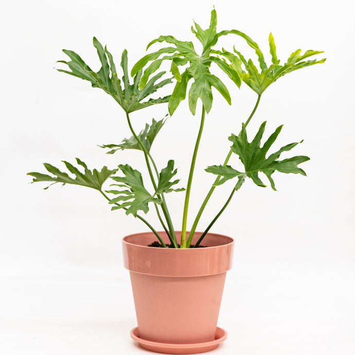 Selloum (M) in Shopleaf Color Pot