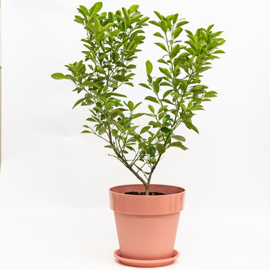 Calamansi (M) in Shopleaf Color Pot
