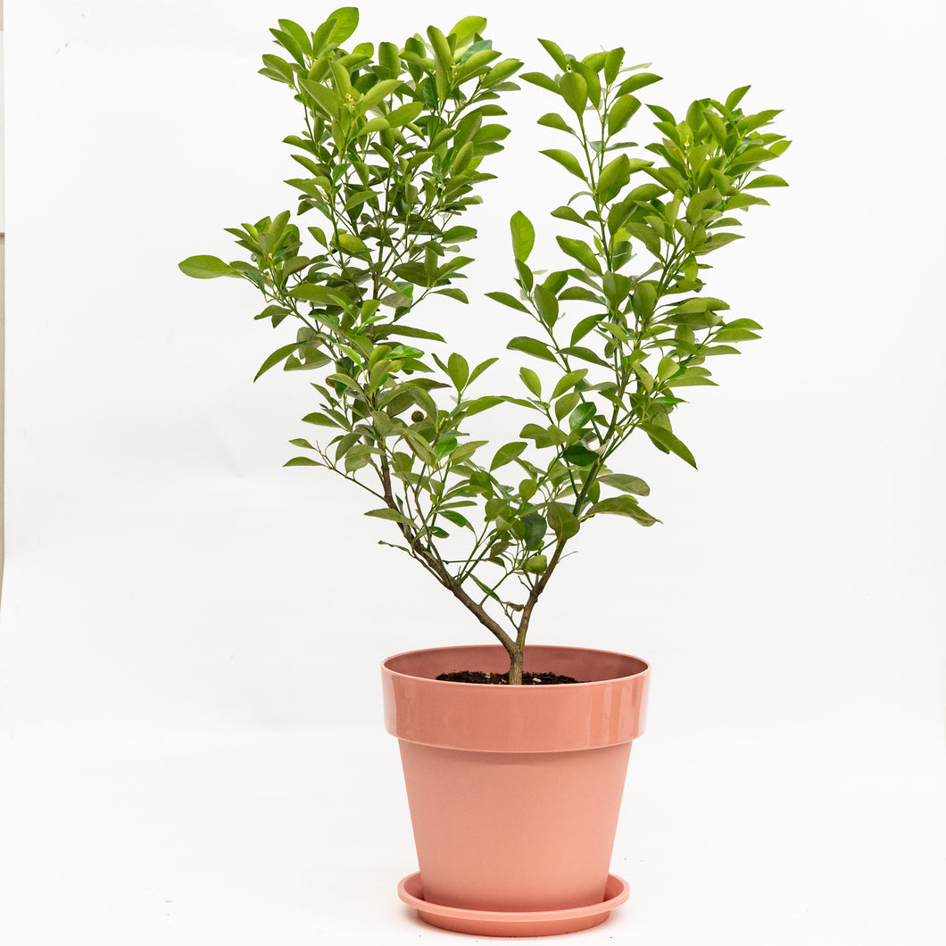 Kalamansi Color Calamansi (M) in Shopleaf Color Pot – Shopleaf Plant Studio