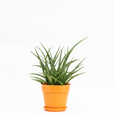 Fernwood Punk (M) in Shopleaf Color Pot