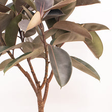Load image into Gallery viewer, Burgundy Rubber Tree (L) in Ecopots