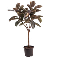 Burgundy Rubber Tree (L) in Ecopots