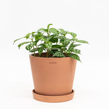 Load image into Gallery viewer, Pilea cadierei (S) in Ecopots