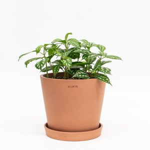 Pilea cadierei (S) in Ecopots