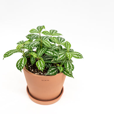 Pilea cadierei (S) in Ecopots