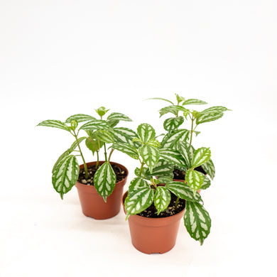 Pilea cadierei (S) in Nursery Pot