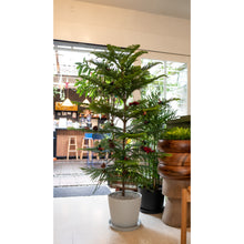 Load image into Gallery viewer, Norfolk Pine Tree (L) in Ecopots