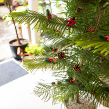 Load image into Gallery viewer, Norfolk Pine Tree (L) in Ecopots
