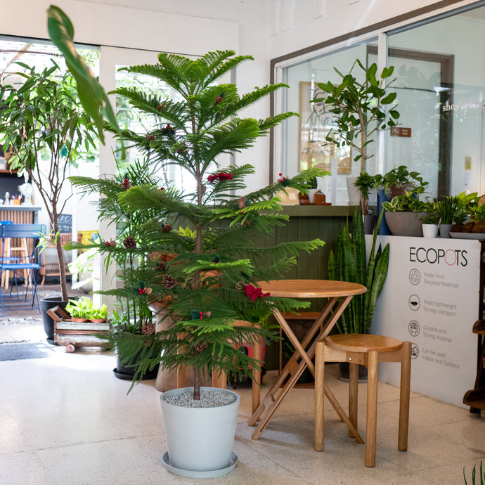 Norfolk Pine Tree (L) in Ecopots