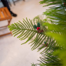 Load image into Gallery viewer, Norfolk Pine Tree (L) in Ecopots