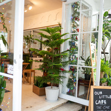 Load image into Gallery viewer, Norfolk Pine Tree (L) in Ecopots