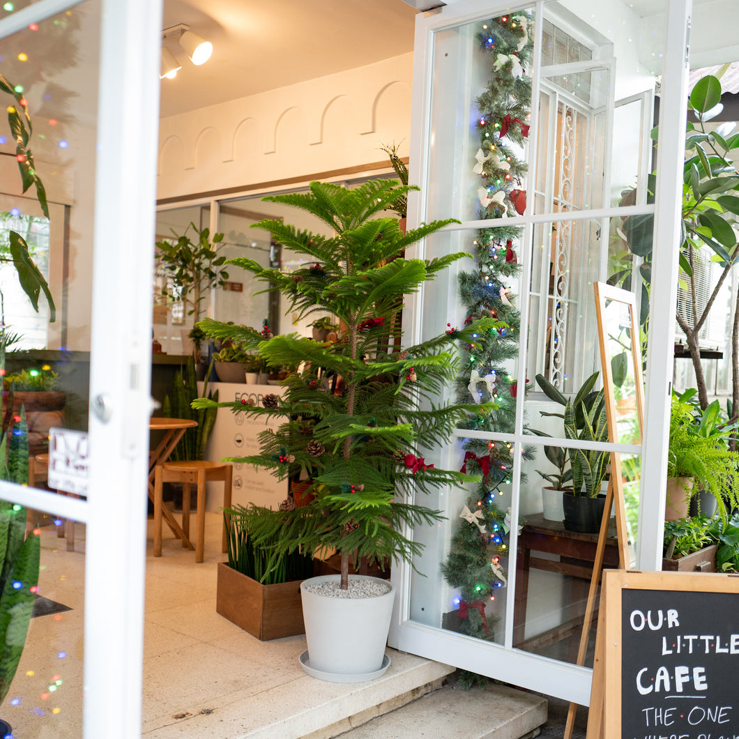 Norfolk Pine Tree (L) in Ecopots