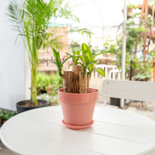 Load image into Gallery viewer, Fortune Plant (XS) in Color Pot