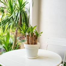 Load image into Gallery viewer, Fortune Plant (XS) in Color Pot