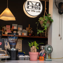 Load image into Gallery viewer, Fortune Plant (XS) in Color Pot