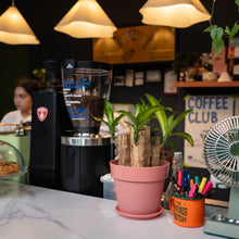 Load image into Gallery viewer, Fortune Plant (XS) in Color Pot