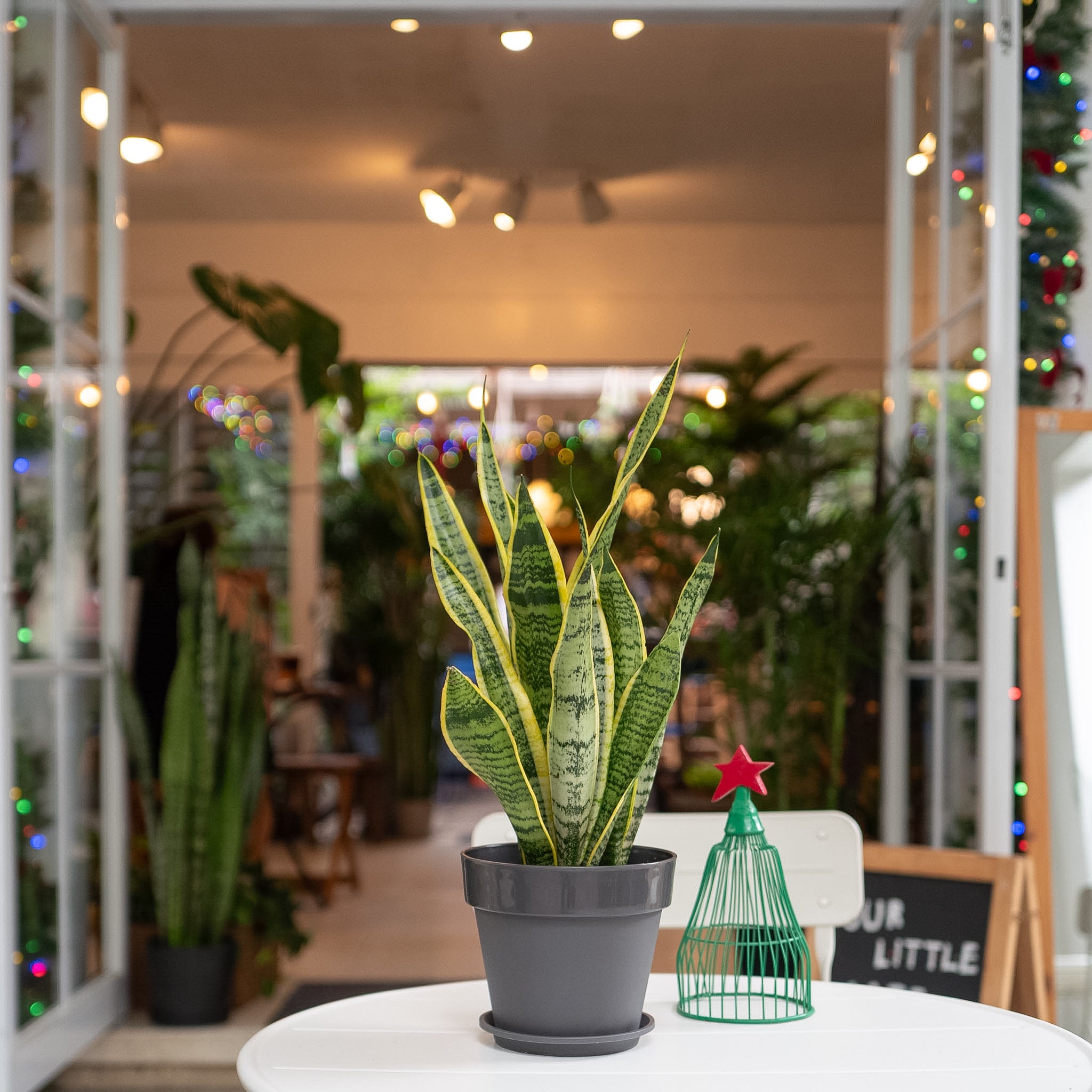 snake plant in store Yellow Snake Plant (S) in Shopleaf Color Pot – Shopleaf Plant Studio