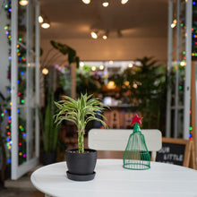 Load image into Gallery viewer, Lucky Bamboo (S) in Ecopots