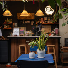 Load image into Gallery viewer, Lucky Bamboo (S) in Ecopots