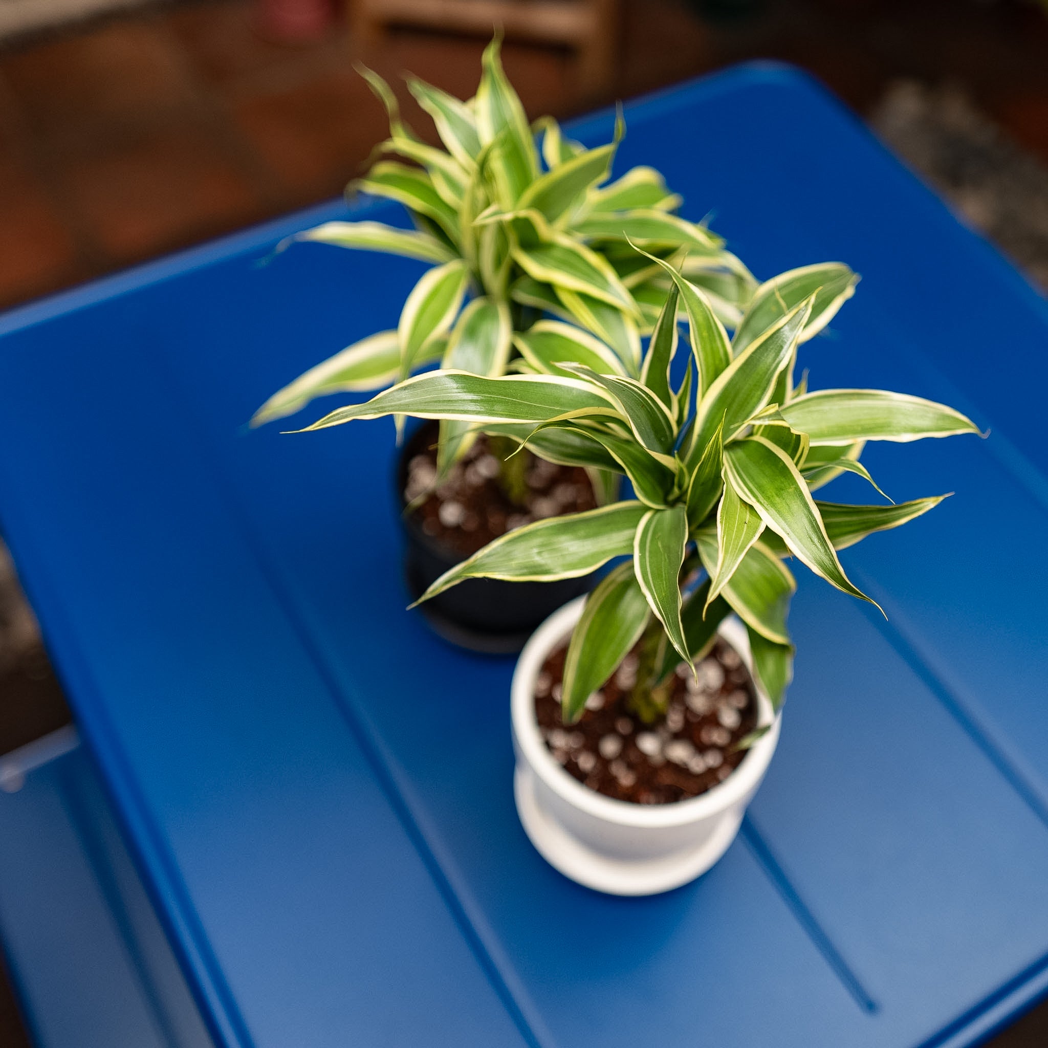 lucky bamboo ph Lucky Bamboo (S) in Nursery Pot – Shopleaf Plant Studio