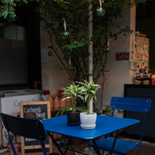 Load image into Gallery viewer, Lucky Bamboo (S) in Ecopots