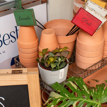 Load image into Gallery viewer, Shopleaf Fittonia Party ™️ in Ecopots