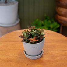 Load image into Gallery viewer, Shopleaf Fittonia Party ™️ in Ecopots