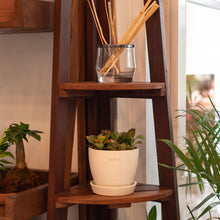 Load image into Gallery viewer, Shopleaf Fittonia Party ™️ in Ecopots