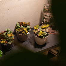 Load image into Gallery viewer, Shopleaf Fittonia Party ™️ in Ecopots