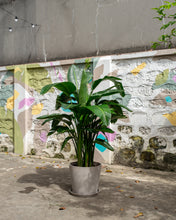 Load image into Gallery viewer, White Bird of Paradise in Ecopots