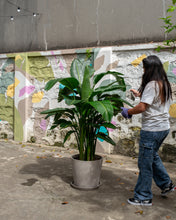 Load image into Gallery viewer, White Bird of Paradise in Ecopots