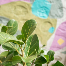 Load image into Gallery viewer, Ficus Audrey (M2) in Ecopots