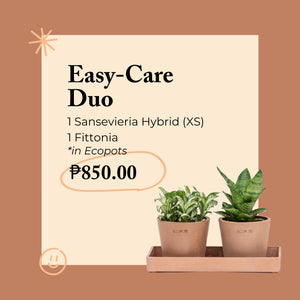 Easy-Care Duo in Ecopots