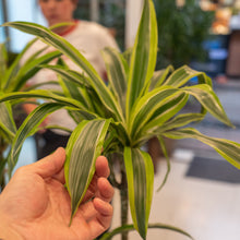 Load image into Gallery viewer, 2in1 Dracaena Lemon Lime (M2) in Ecopots