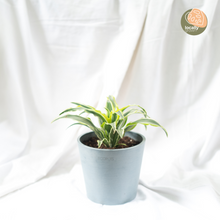 Load image into Gallery viewer, Dracaena Lemon Lime (S) in Ecopots