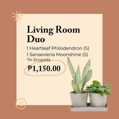 Living Room Duo in Ecopots