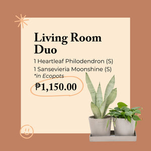 Living Room Duo in Ecopots