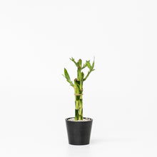 Load image into Gallery viewer, Lucky Bamboo (S) Uprooted